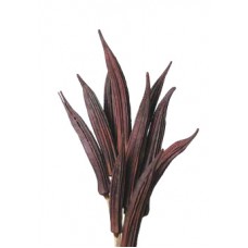 OKRA PODS  Chocolate 16"